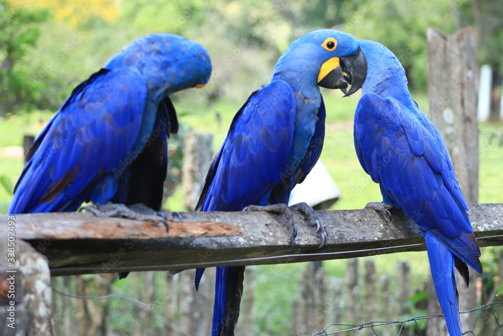 Arara Azul