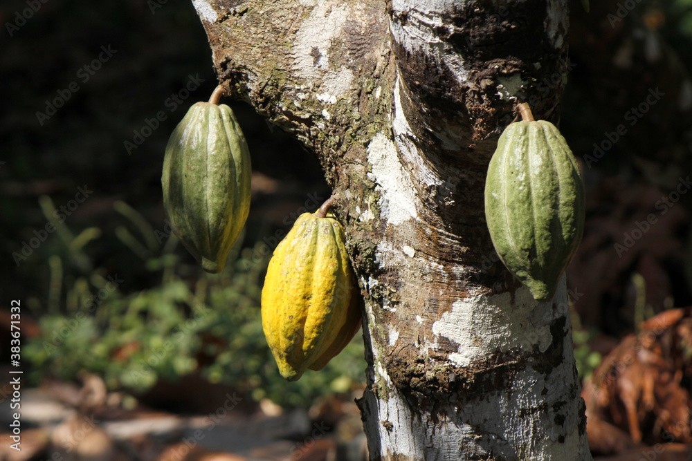 part of a trunk of cacao with three fruits (one ripe and two not ripe)