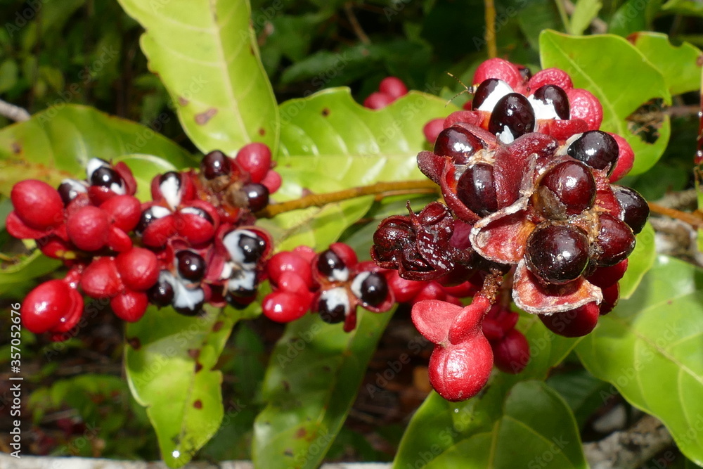 Wild Guarana shrubs with fruits (Paullinia cupana) that grows on the riverbanks near Manaus in the Amazon region, Brazil